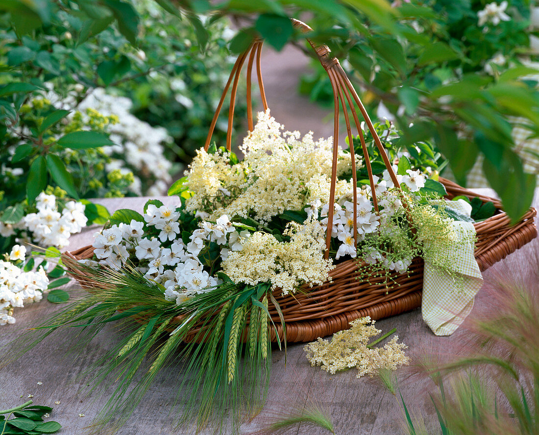 Sambucus (Holunder), Rosa (Rosen) und Hordeum (Gerste) frisch geschnitten