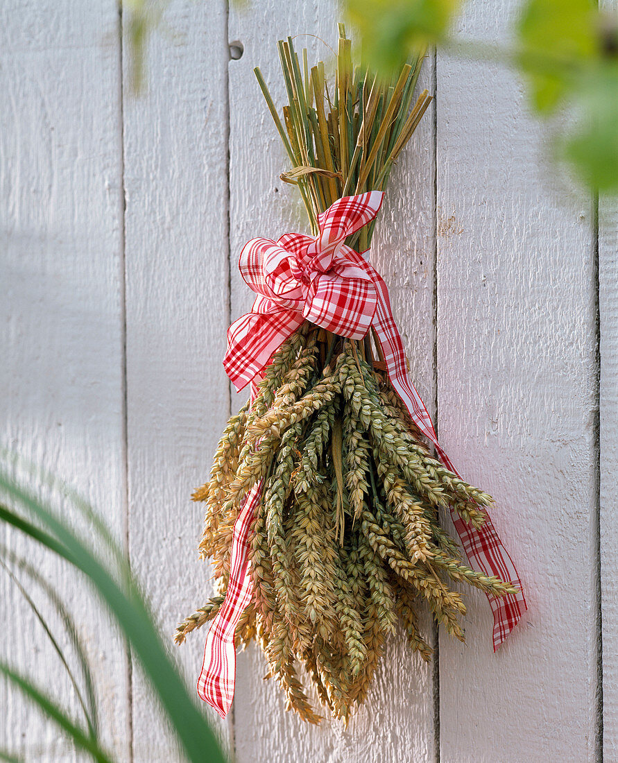 Bouquet of Triticum (wheat) hanging on a wall