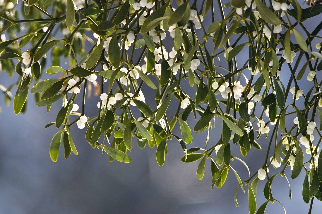 Viscum album (mistletoe), evergreen medicinal plant that grows as a hemiparasite on deciduous trees