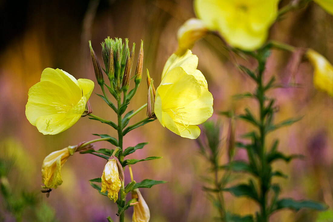 Wothe: Oenothera biennis (common evening primrose), biennial wild plant