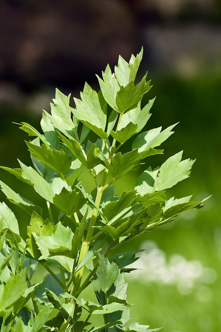 Wothe: Levisticum officinale (lovage), perennial spice herb