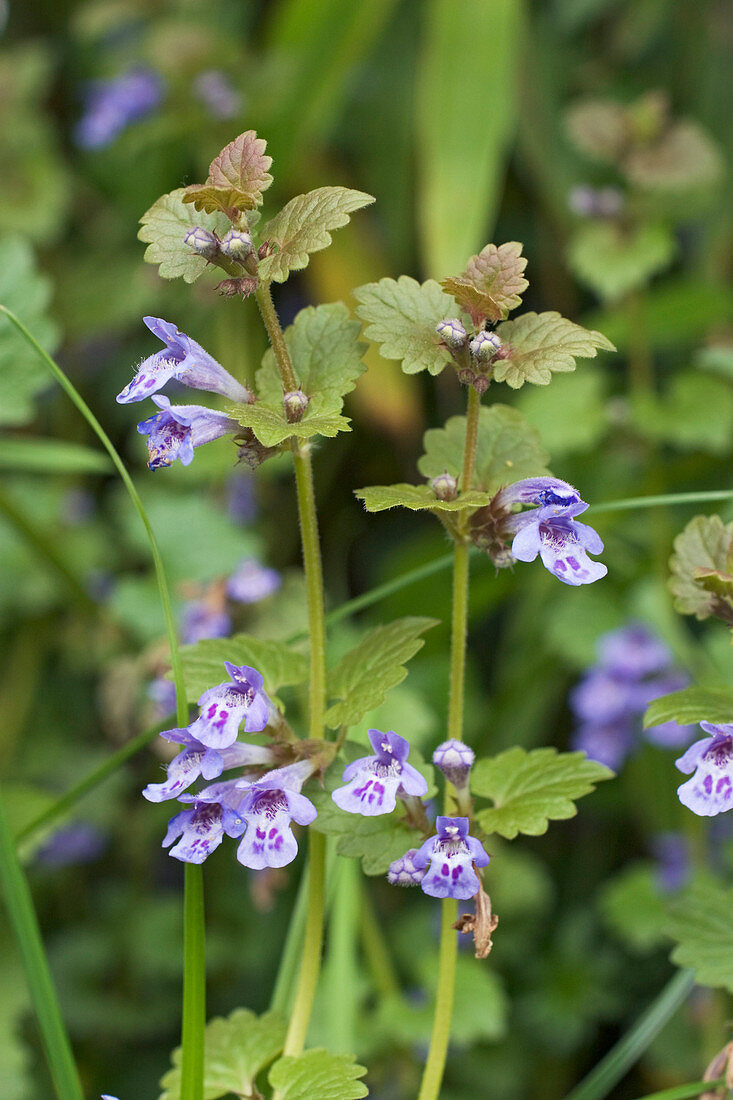 Wothe: Glechoma hederacea (Gundermann, Gundelrebe), ausdauernde, immergrüne Wildstaude, Bodendecker