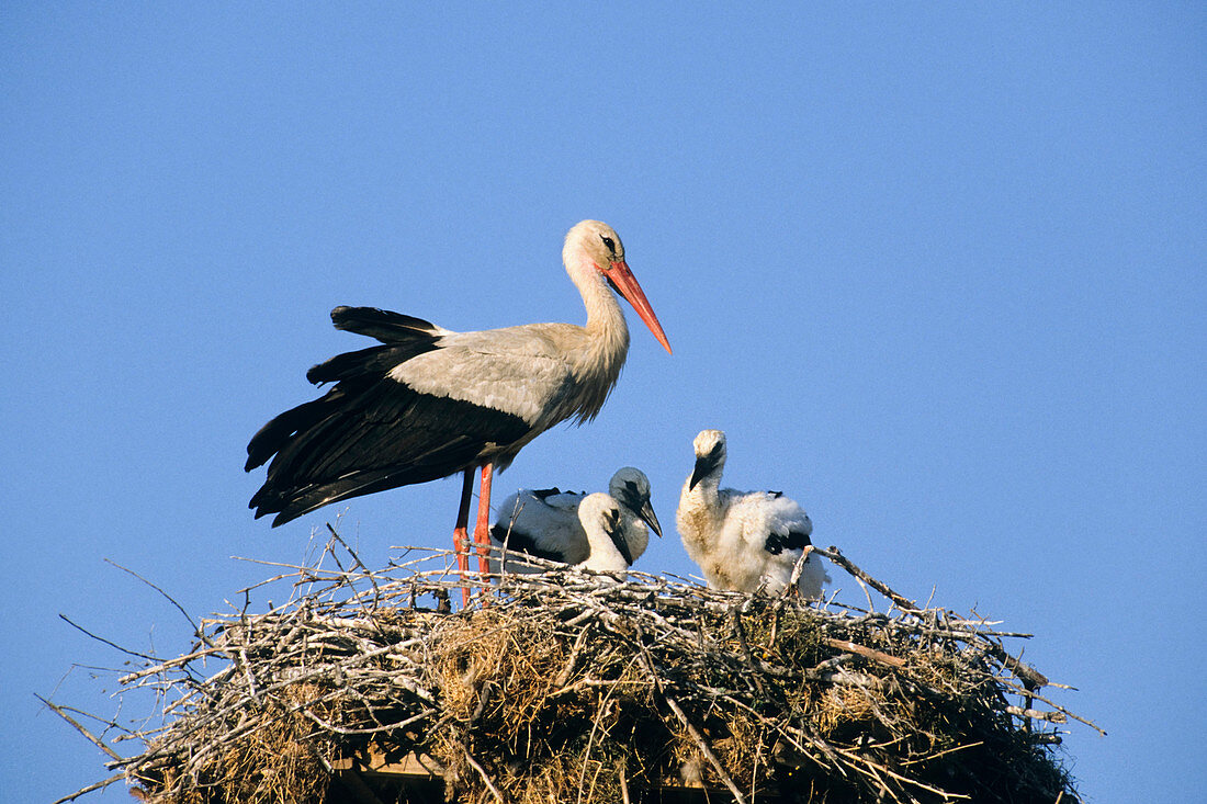 Wothe: Ciconia ciconia (Weißstorch) mit Jungstörchen auf dem Nest