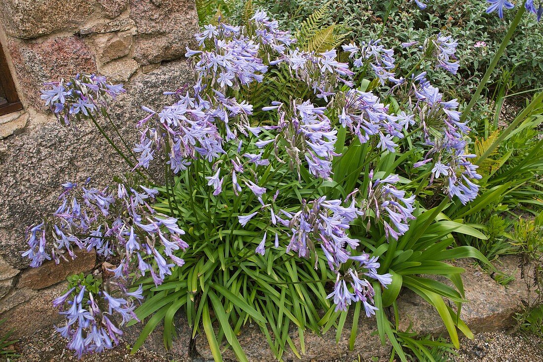 Agapanthus umbellatus (Schmucklilien)