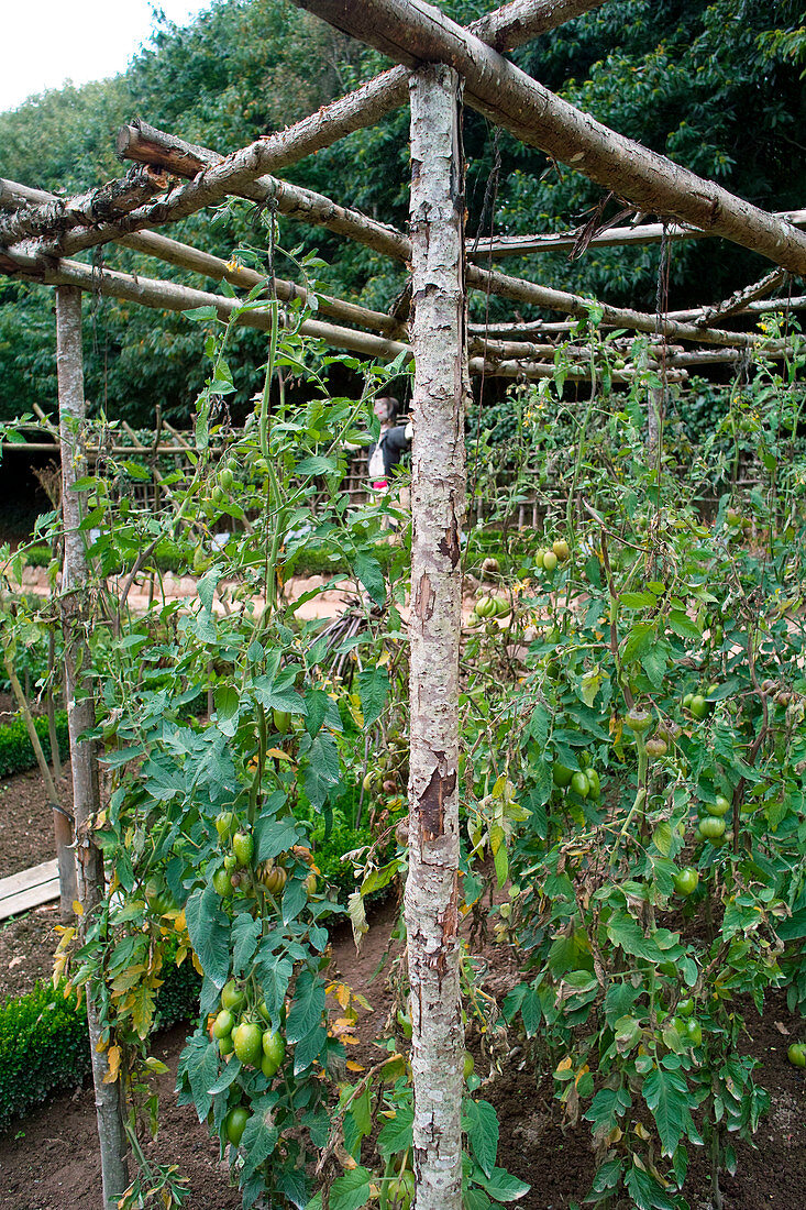 Lycopersicon (Tomaten) an Stützgerüst aus dünnen Baumstämmen