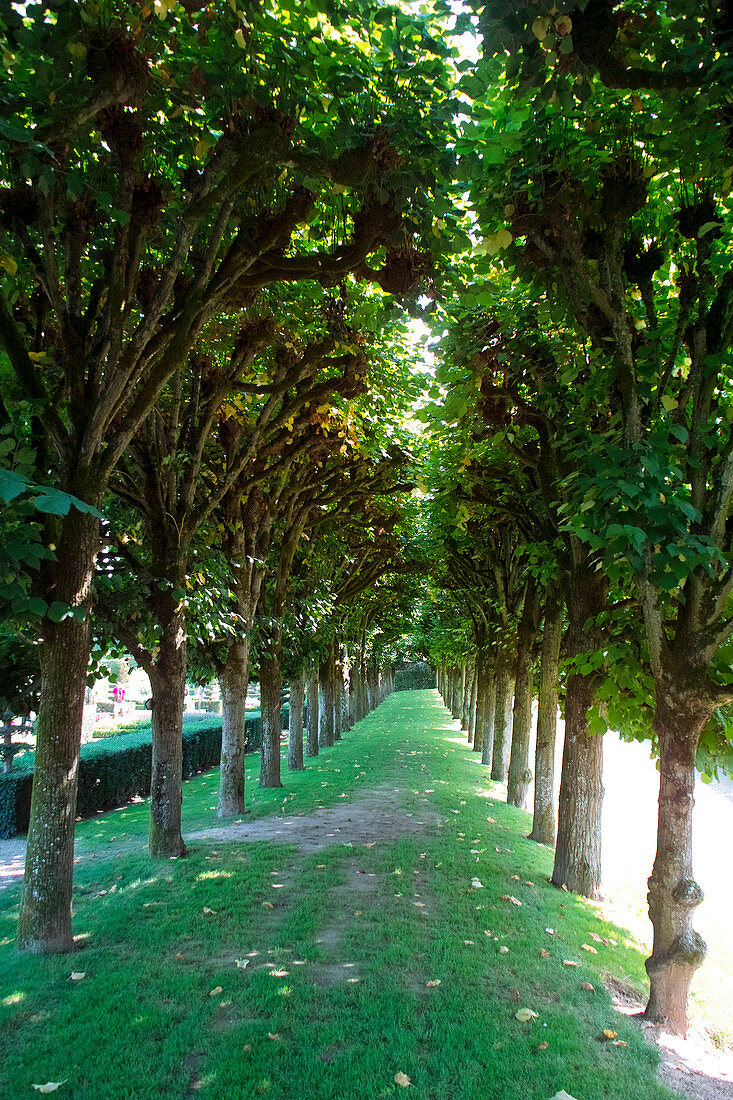 Avenue of Tilia (lime trees)