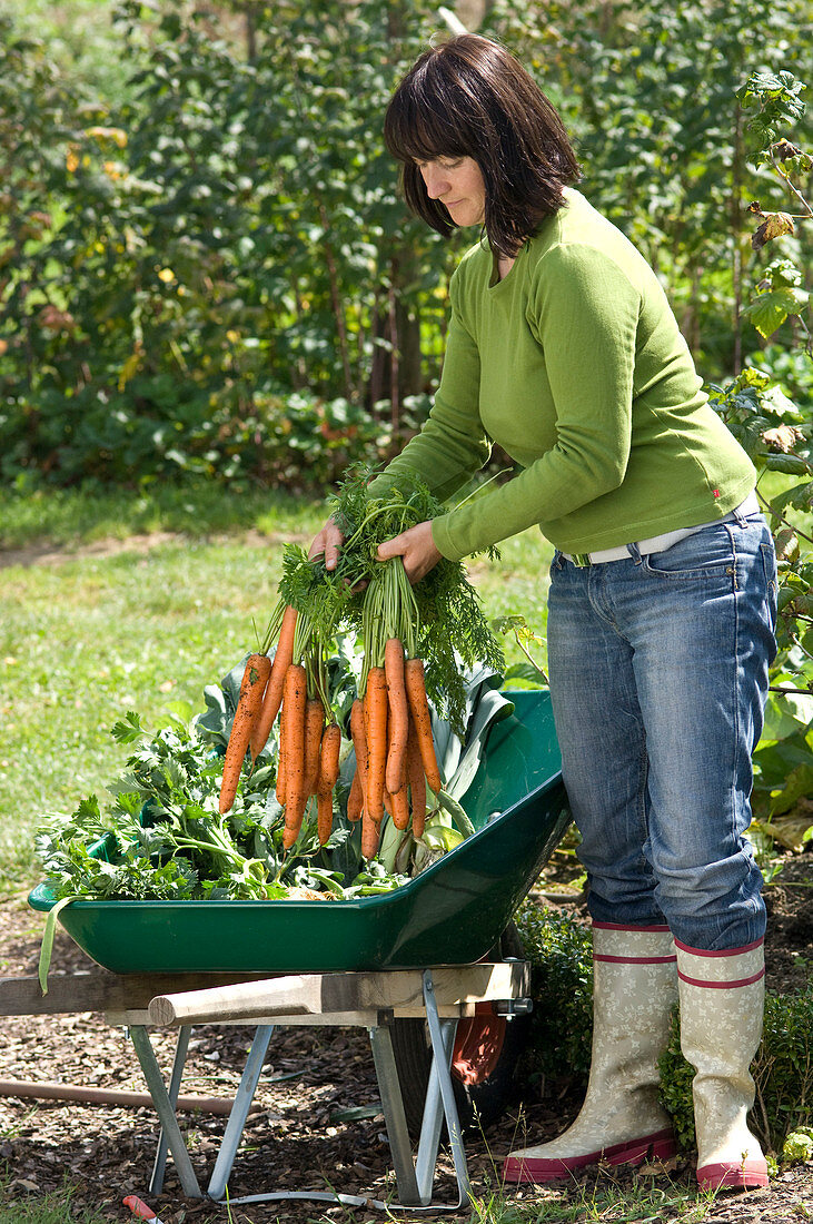 Woman placing freshly harvested Daucus carota in wheelbarrow