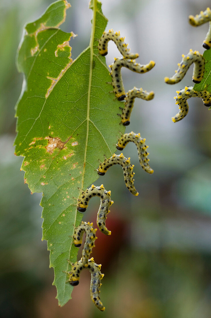 The caterpillars of the broad-footed birch leaf wasp