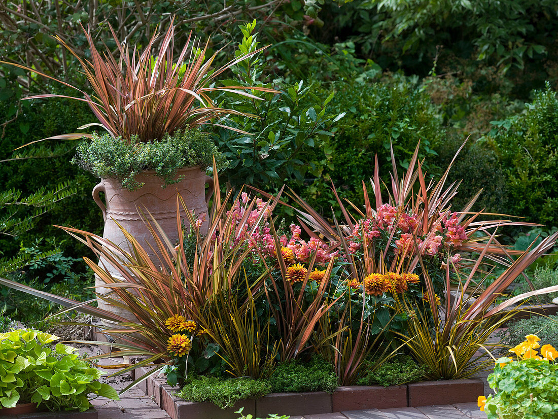 Phormium tenax 'Jester' (Neuseelandflachs)