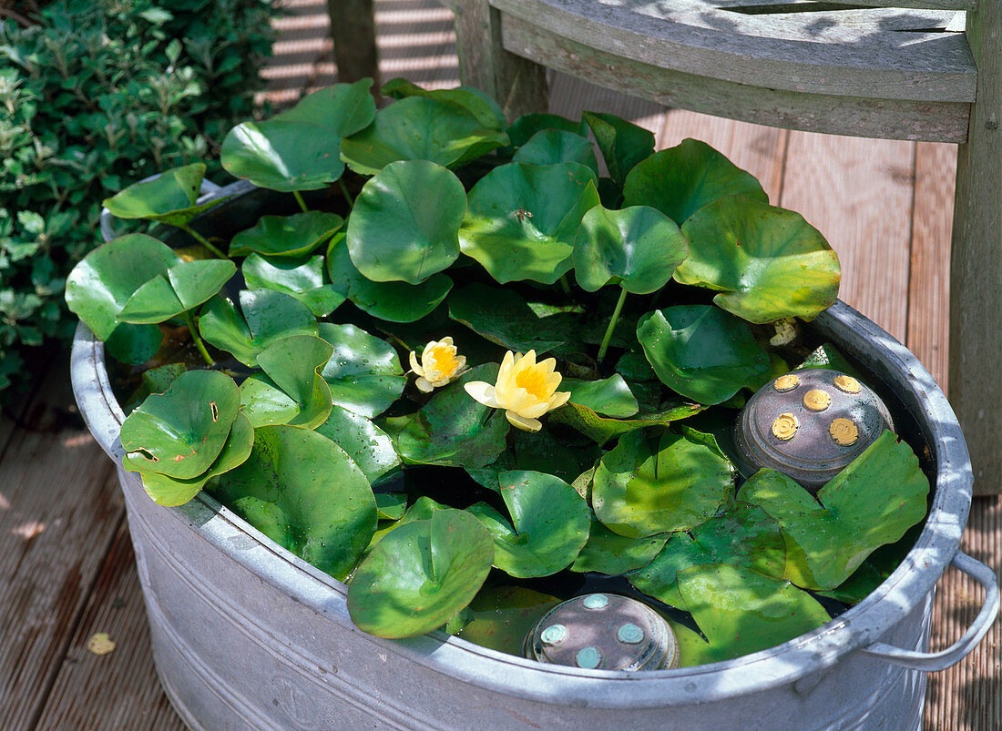 Nymphaea 'Marliacea Chromatella' (Water lily)