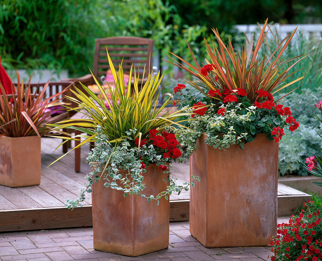 Phormium Tenax 'Jester', 'Yellow Wave' (New Zealand Flax)