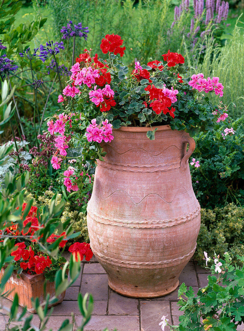 Pelargonium peltatum 'Amethyst', zonal Pac Little Lady 'Scarlet'