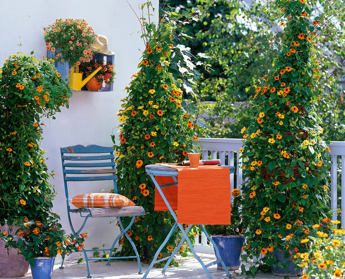 Thunbergia alata (Schwarzäugige Susanne) an Weiden-Rankhilfen