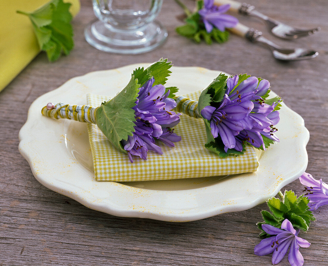 Agapanthus, with alchemilla sleeves