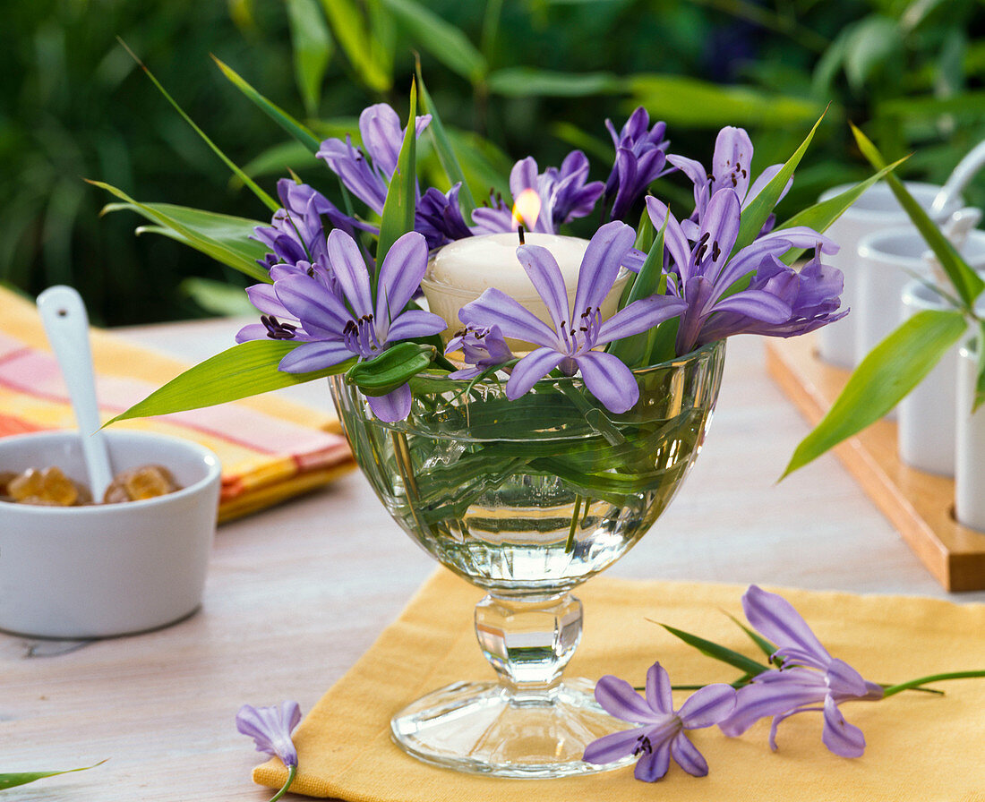 Agapanthus and Pleioblastus