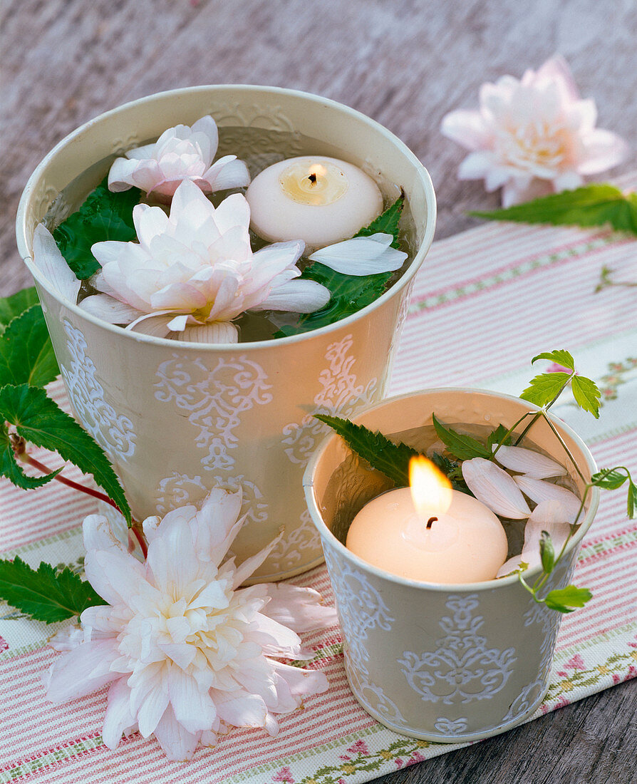 Begonia (begonia), Clematis (clematis) in cups with water