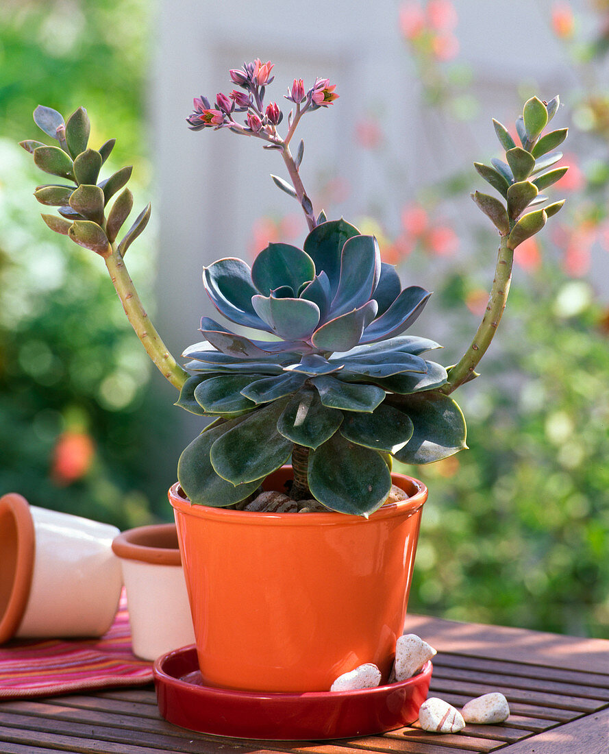 Echeveria 'Pearl of Nuremberg'