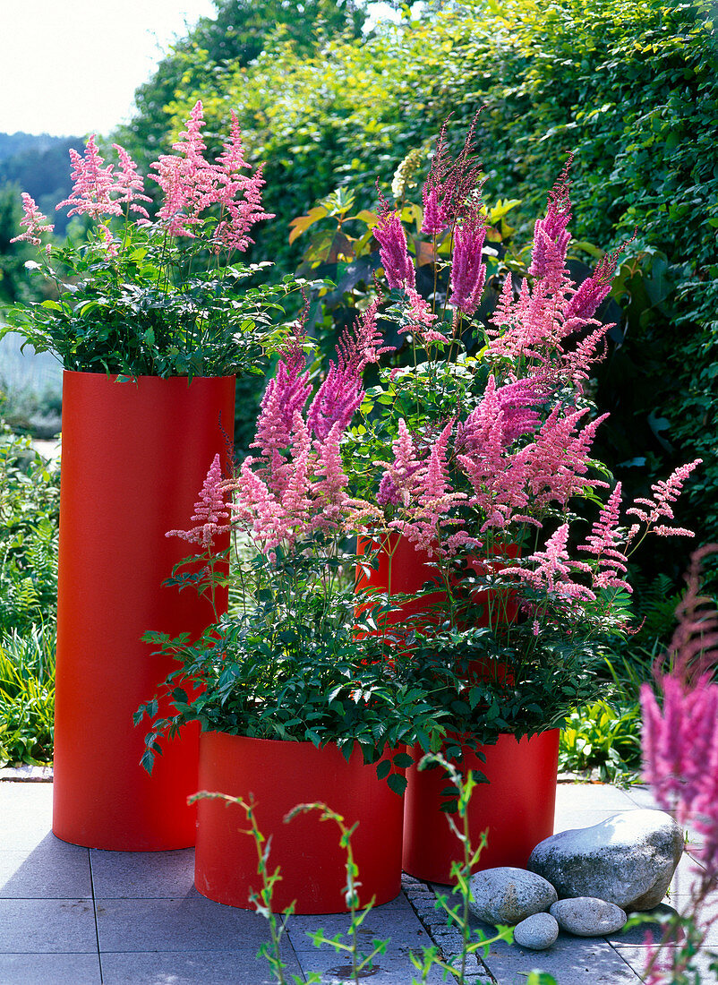 Astilbe Arendsii 'Cattleya', Chinensis Var. Taquetii 'Purple Lance'