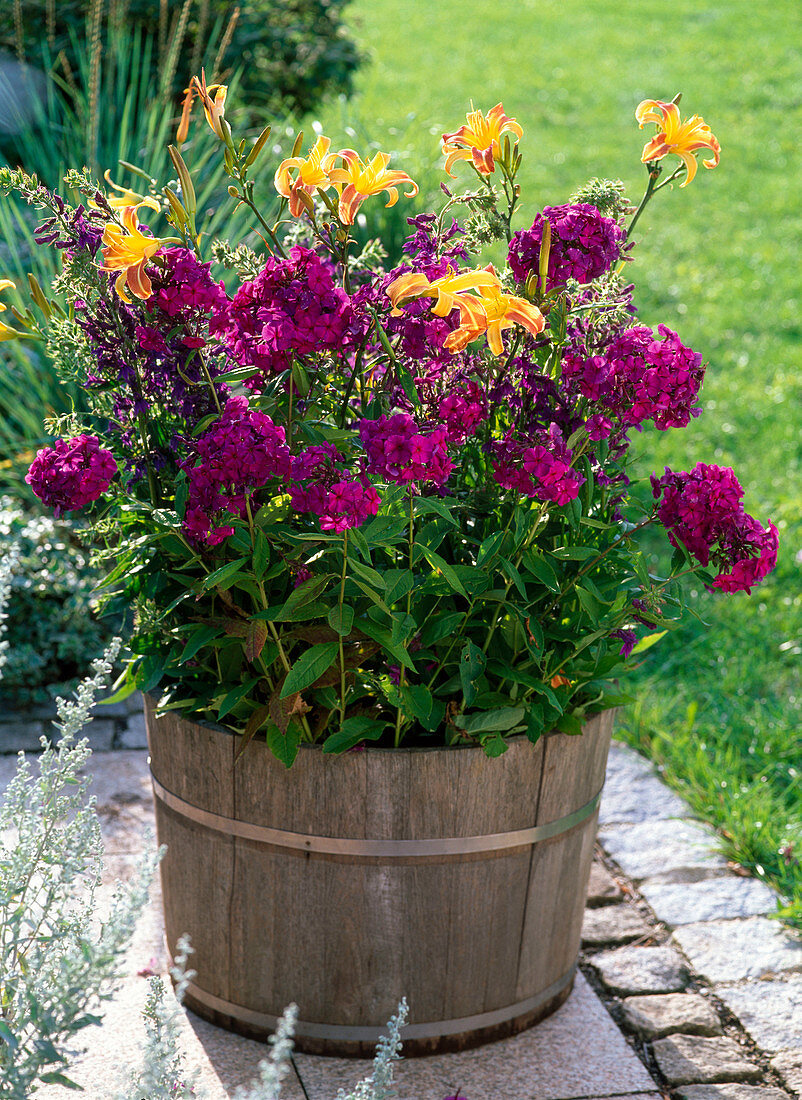 Phlox paniculata 'Gloomy Blight' (Phlox), Hemerocallis