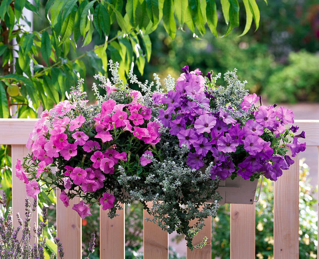 Petunia Conchita 'Azur' , Calimero 'Candy' (Petunien), Helichrysum