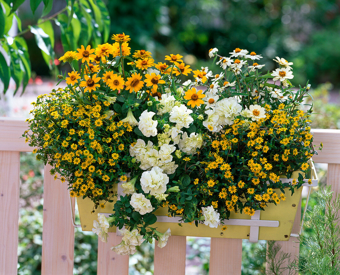Yellow and white balcony box with Zinnia Profusion 'Yellow', 'White'