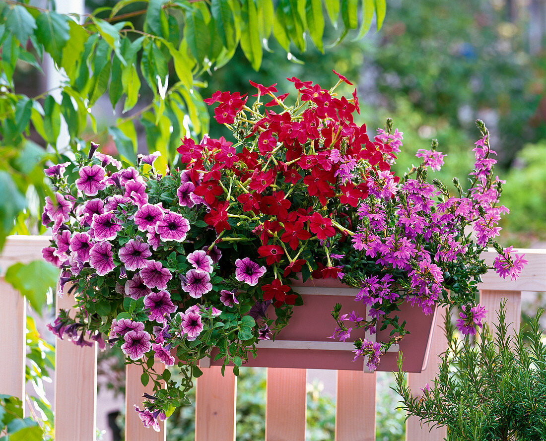 Petunia Sylvana 'Queen' (Petunie), Nicotiana Tuxedo 'Red'