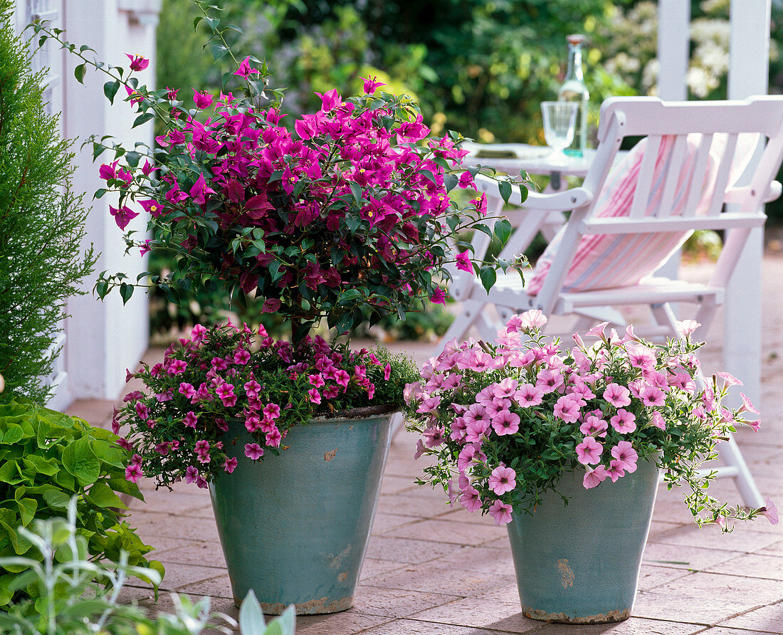 Bougainvillea underplanted with Calibrachoa Celebration