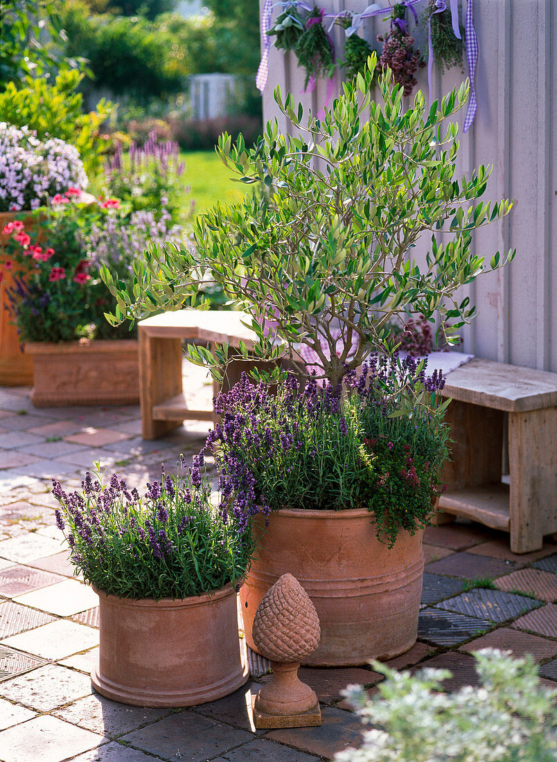 Olea europaea, Lavandula Hidcote 'Dark Blue'