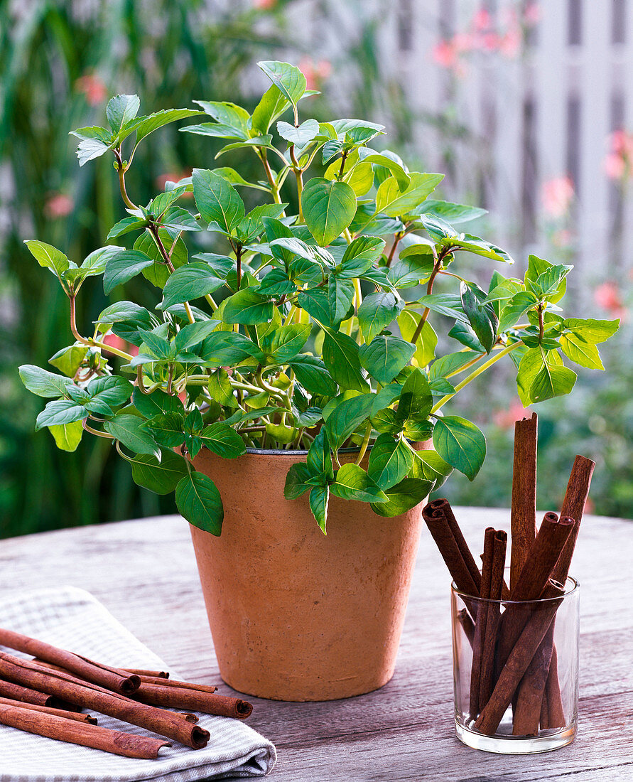 Ocimum basilicum 'Cinnamomum' (Cinnamon Basil)