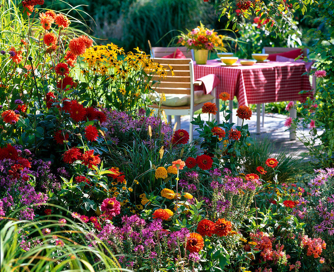 Sommerblumenbeet mit Dahlia (Dahlien), Zinnia (Zinnien)