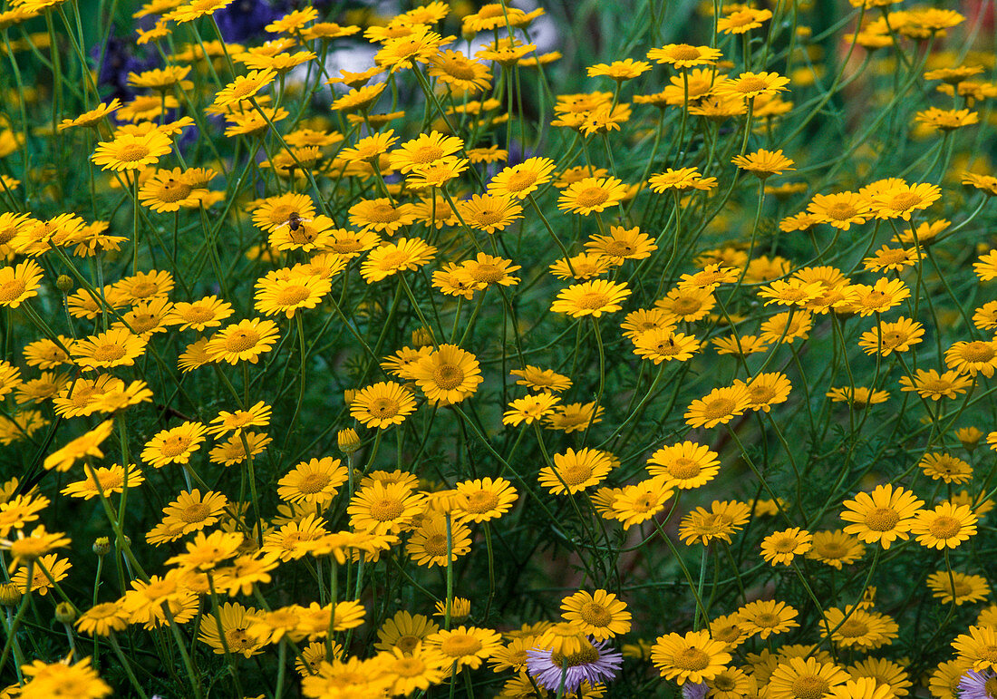 Anthemis tinctoria (Dyer Camomile)