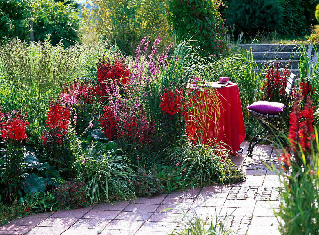 Lobelia speciosa Fan 'Scarlet Salmon' (Perennial Man's Trefoil)