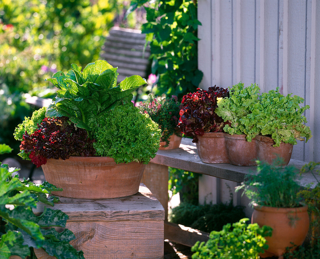 Lactuca (lettuce), various harvesting salads in terracotta
