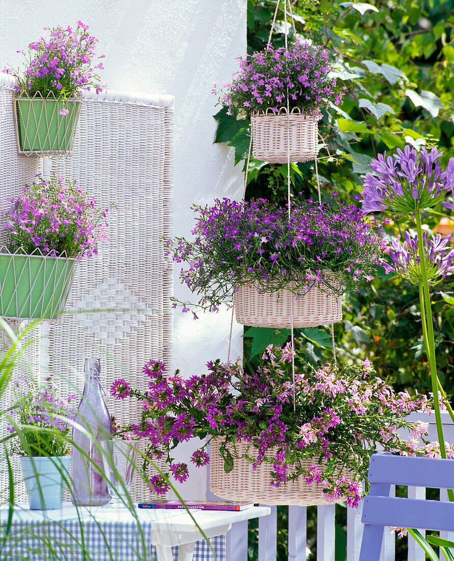 Lobelia 'Pink Star' & 'Blue Star' (Männertreu), Scaevola 'Diamond'