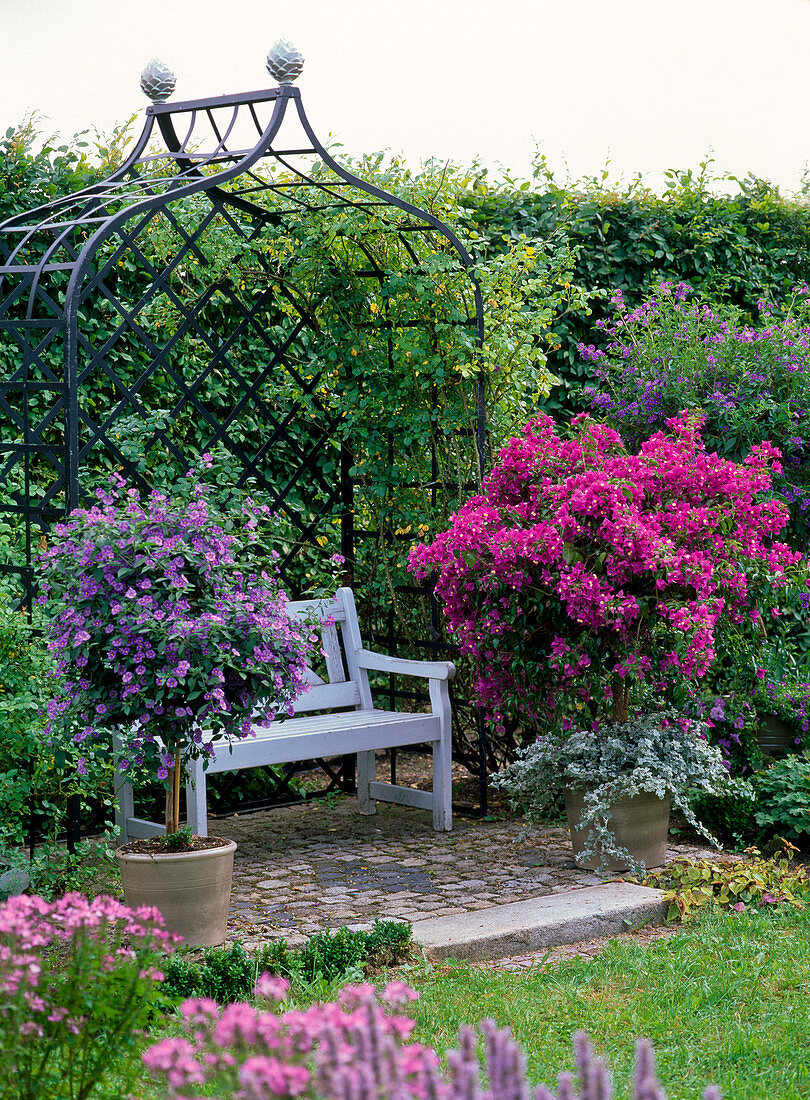 Solanum rantonnetii (Enzianbaum), Bougainvillea unterpflanzt