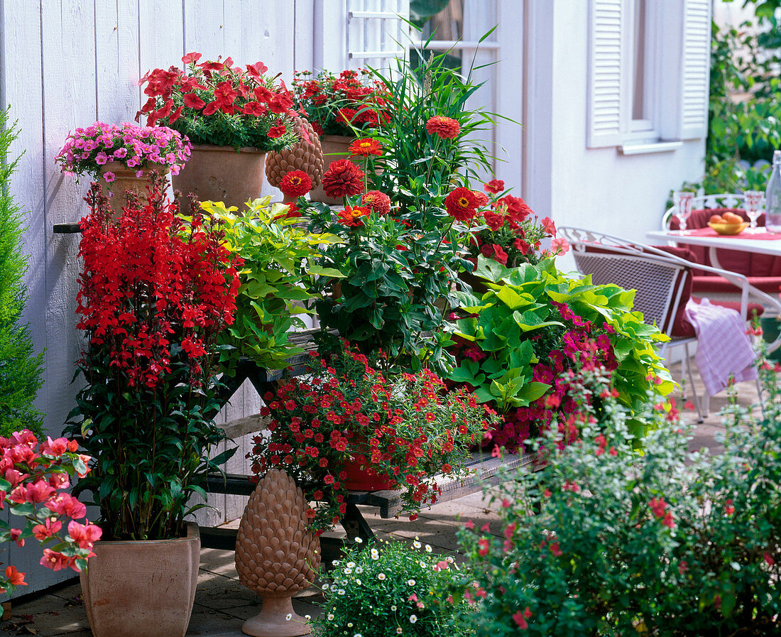 Lobelia Speciosa Fan 'Scarlett' (Perennial - Male Trefoil)