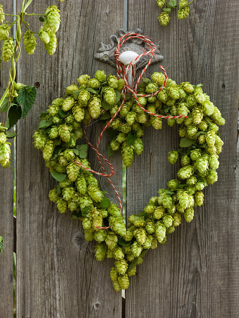 Floristry with hops