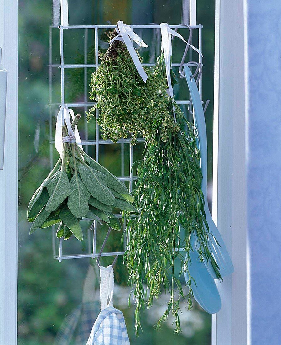 Bouquets of herbs hung on a grid to dry