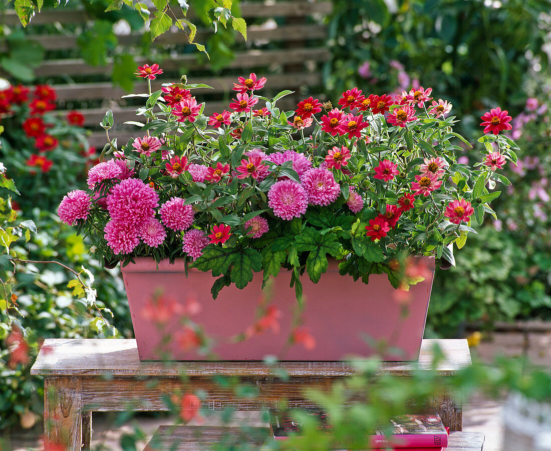 Planting a pink sprayed box (5/5)