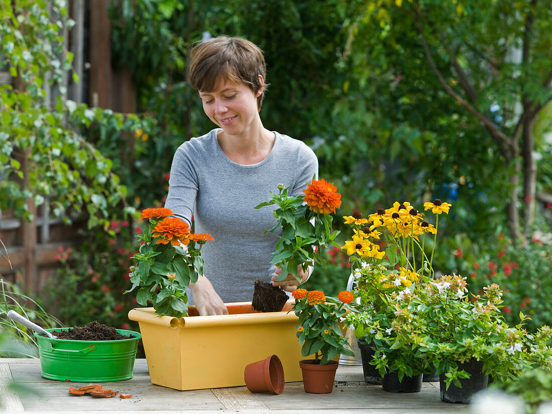 Planting corn in yellow balcony box