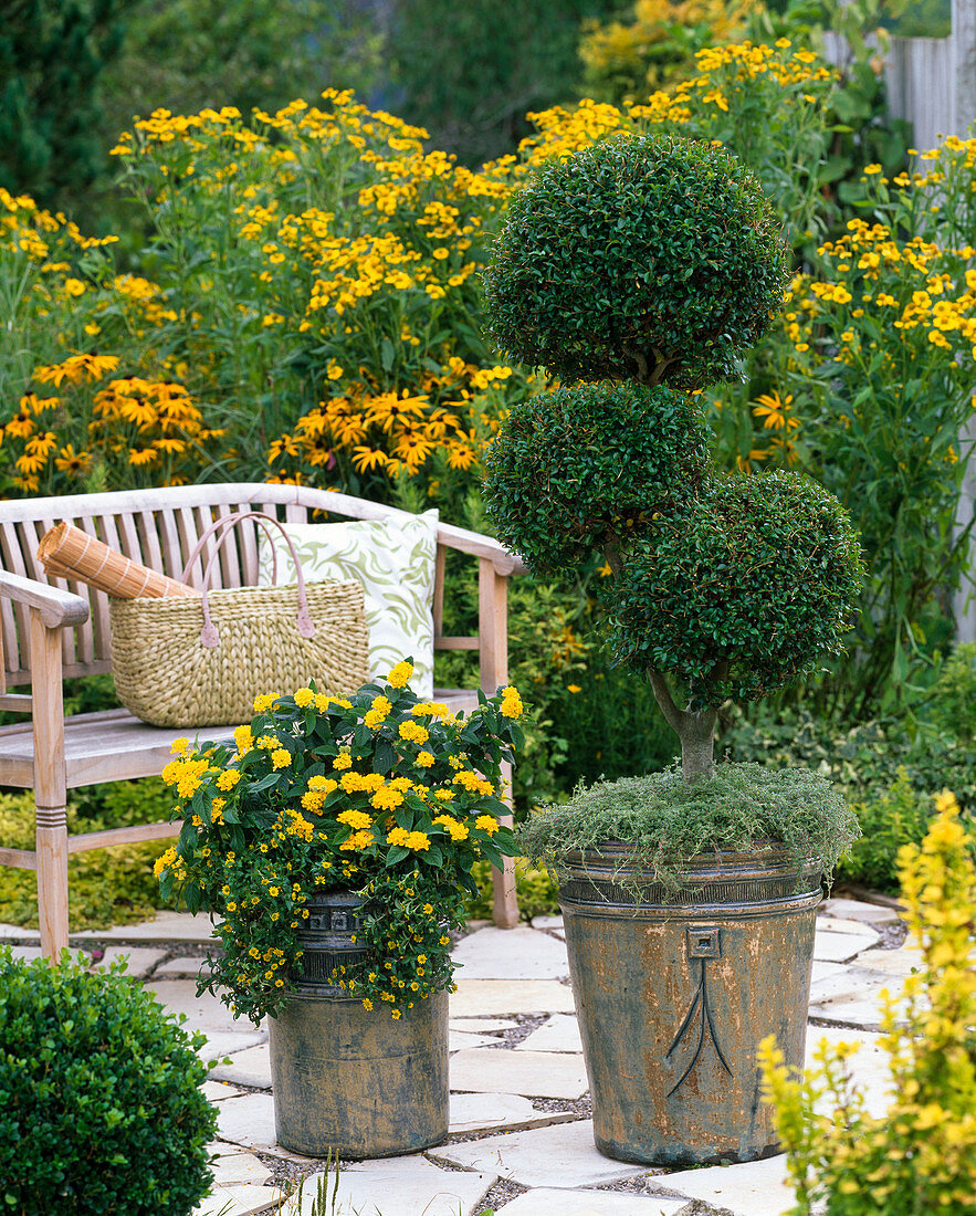 Buxus (box) triple ball trunk, Lantana (wood anemone)