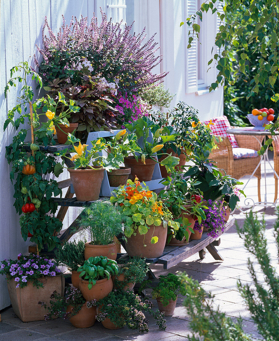 Vegetables and herbs on wooden plant stairs