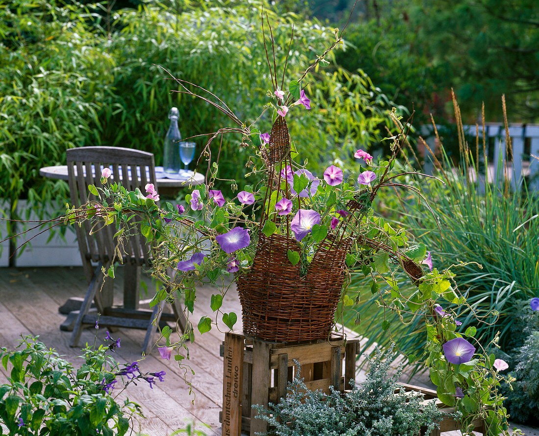 Woven basket of Salix (willow) with Ipomoea (showy bindweed)