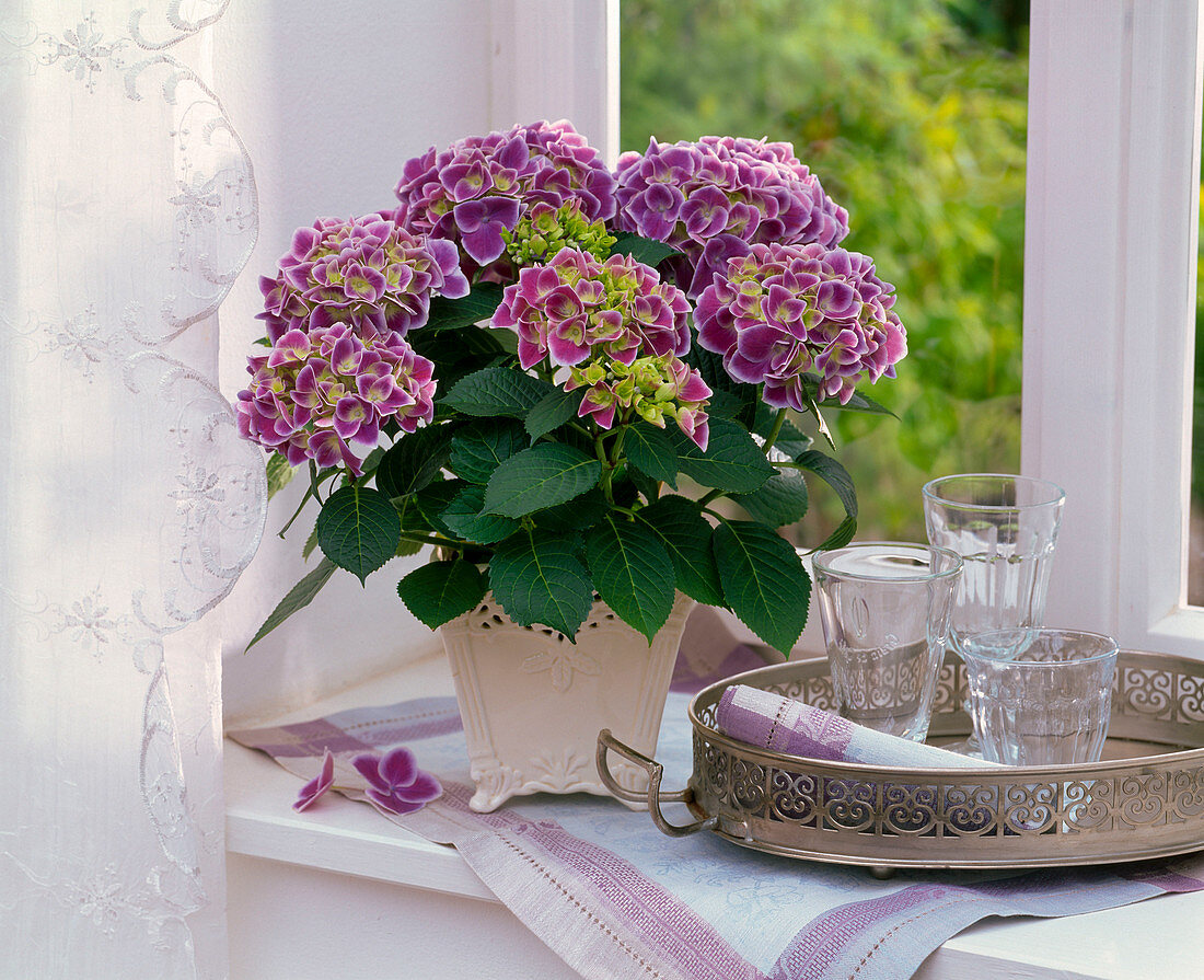 Hydrangea 'Tivoli blau' (Hortensie) am Fenster, Tablett mit Gläsern