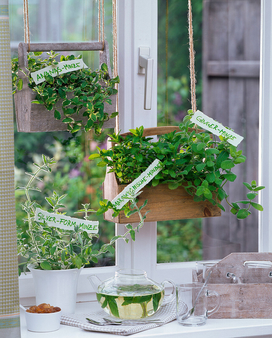 Mentha (pineapple-mint, silver-form-mint, Moroccan mint)