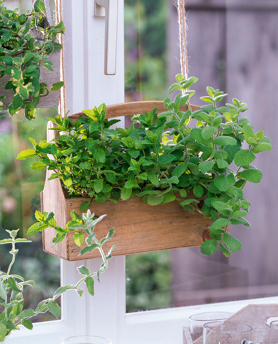 Mentha in basket hanging in the window