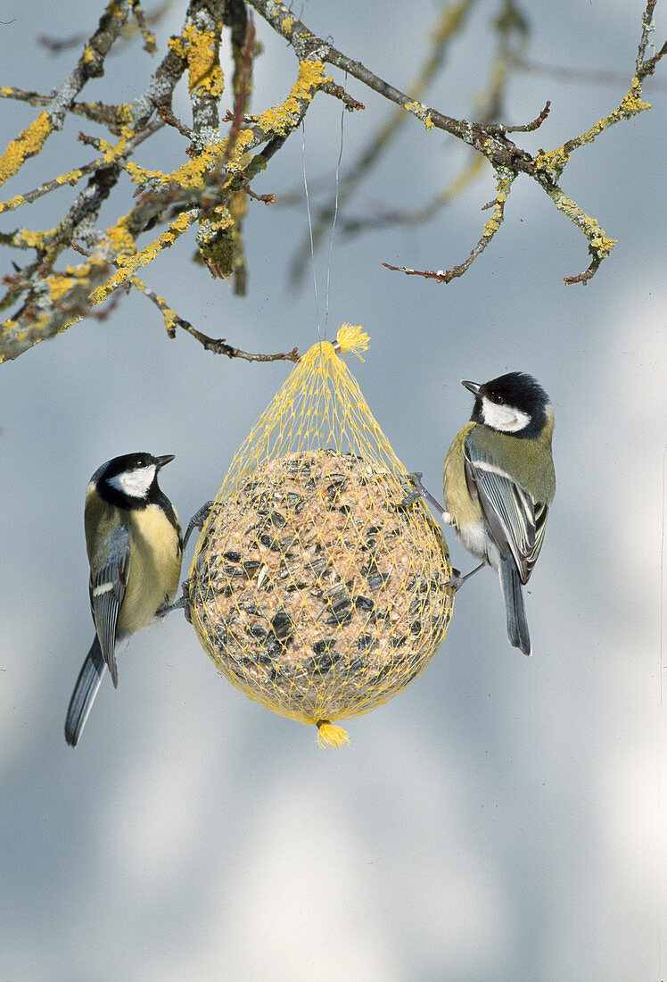 Wothe : Parus major (Kohlmeisen) an Meisenknödel