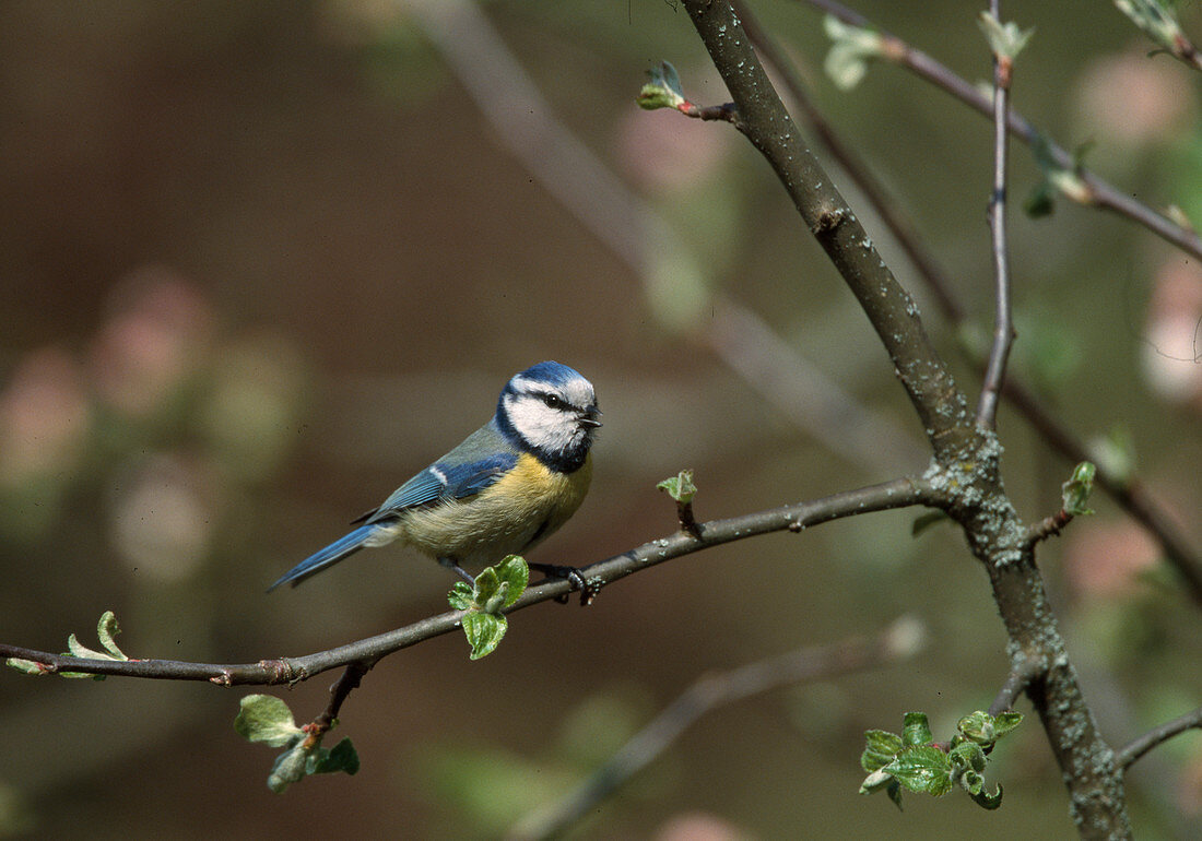 Wothe: Parus caeruleus (Blaumeise) im Apfelbaum