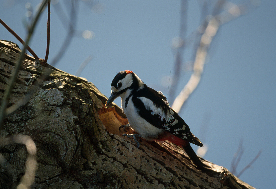 Wothe: Dendrocopos major (Great Spotted Woodpecker) chopping a hole in a trunk