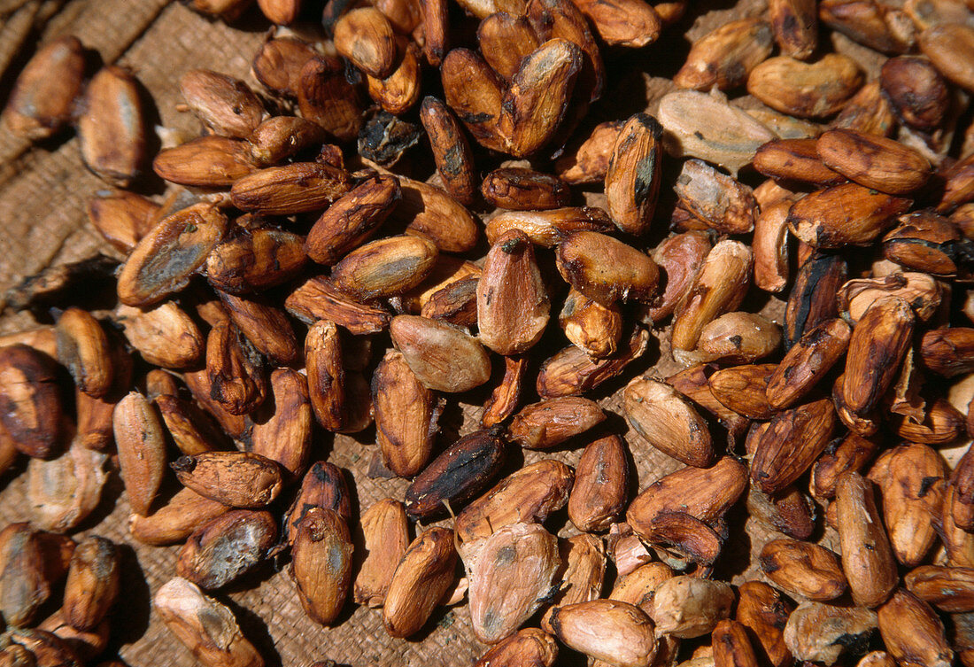Wothe: Theobroma beans (cocoa)